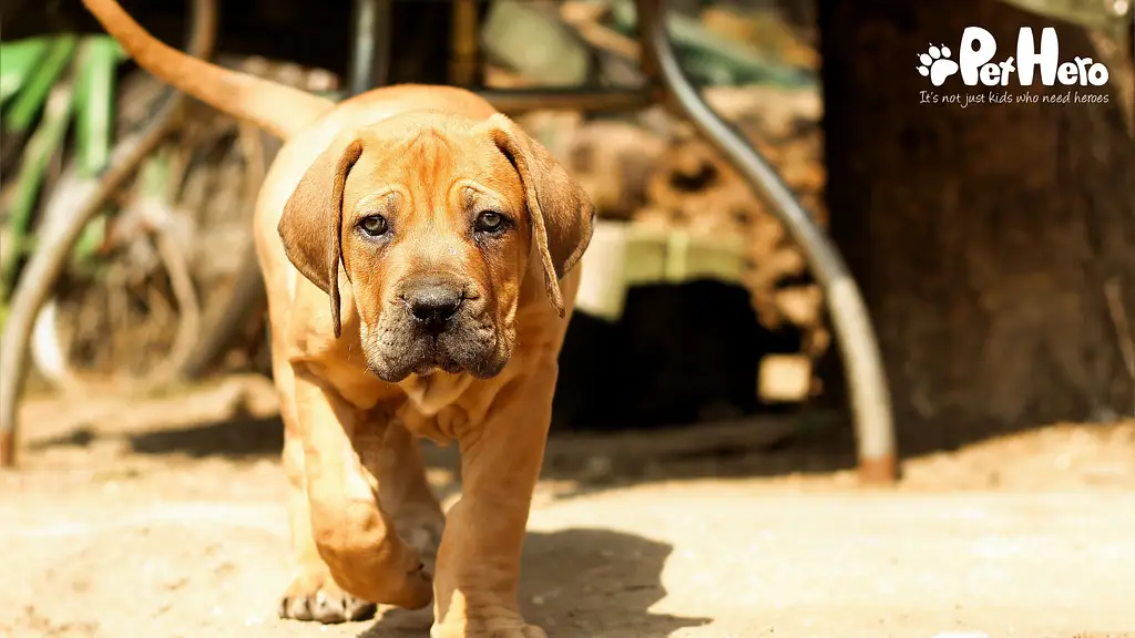 Boerboel Puppy